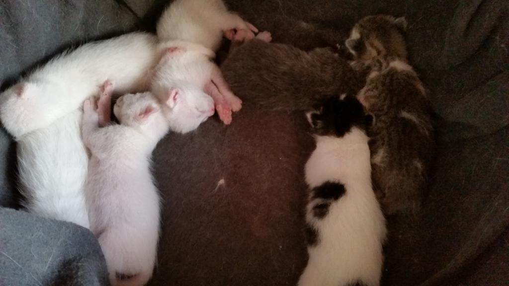 Benim dünya güzelleri kuzucuklarima bir maşallah alayım 😊