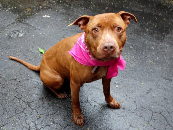 Southern Pride tweet media