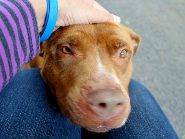 Southern Pride tweet media