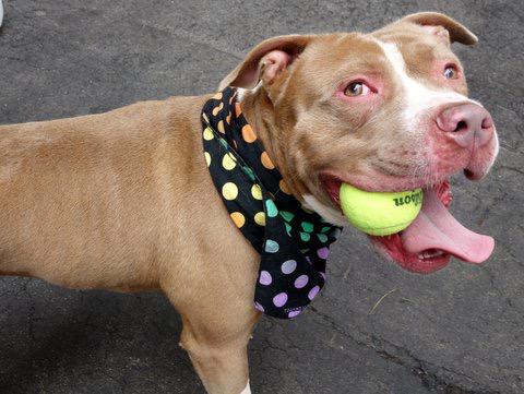 Southern Pride tweet media