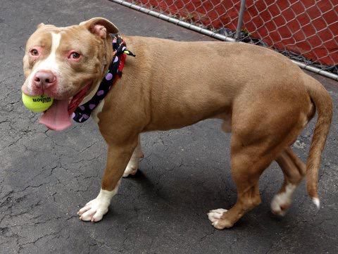 Southern Pride tweet media