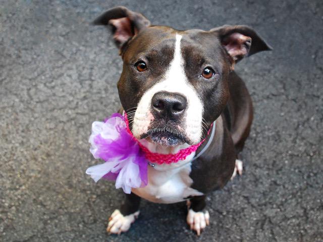 Southern Pride tweet media