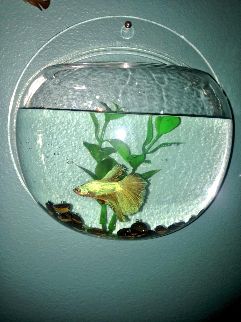 kaitsebo's tweet image. all fishes go to heaven 😢 #RIPJackson