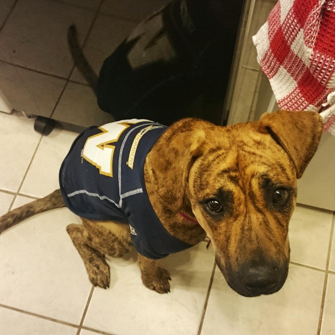 lberin's tweet photo. #CFLGameDay @Wpg_BlueBombers Stella's got her game face on! Go Bombers! http://t.co/79OfpVZVOm