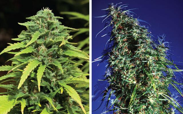HIGH_TIMES_Mag's tweet image. The Truth About Indicas and Sativas 
#TheMoreYouKnow

bit.ly/1BUIuTM
