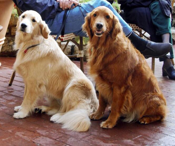 GoldenDogs_'s tweet image. #GoldenRetrievers #GoldenDogs