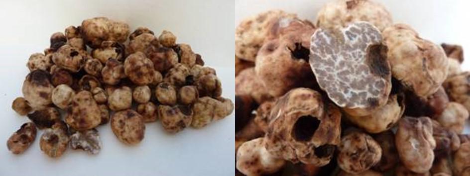 bianchetto (white) truffle harvest kicking in - available now from Alexis <a href="/plantandfood/">Plant & Food Research</a> . Latest harvest: