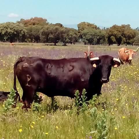 Empresa Taurina (@orgyeventos) on Twitter photo Ya estamos en el lío ! Buenos días ! <a href="/davidmuozveliz/">David pua</a> <a href="/Jdeprado93/">javier de prado</a> <a href="/JoseJlfg/">jose luis fernandez </a> <a href="/28xexu/">Waka waka</a> Ya estamos en el lío ! Buenos días ! <a href="/davidmuozveliz/">David pua</a> <a href="/Jdeprado93/">javier de prado</a> <a href="/JoseJlfg/">jose luis fernandez </a> <a href="/28xexu/">Waka waka</a>