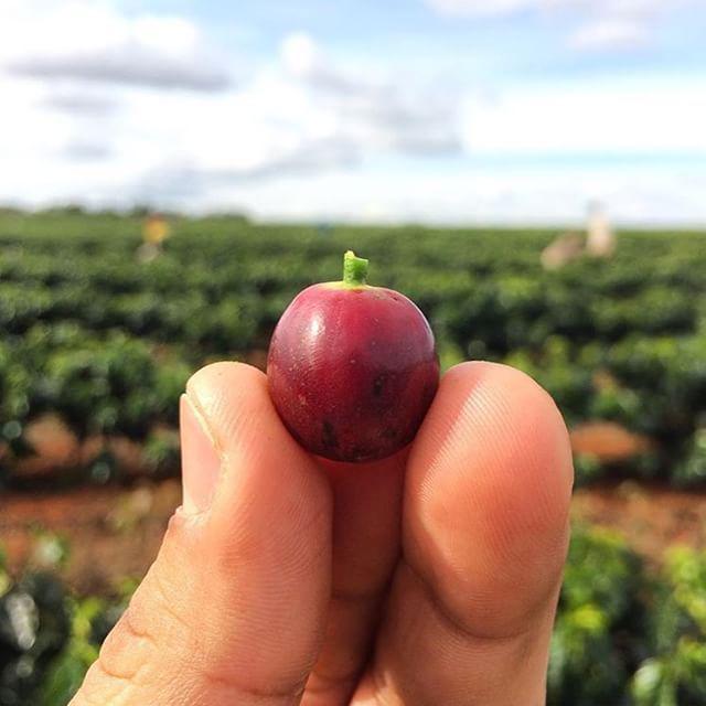 Quite literally, the cherry on top. Wise words by <a href="/gabrielagrelli/">Gabriel Agrelli</a> 📷❤️ ift.tt/1C4p8M0