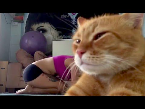 prodevwrk's tweet image. Arrogant Cat Ruins Woman&apos;s Yoga Video | What&apos;s Trending Now vid.staged.com/a2Xp #yoga #cat
