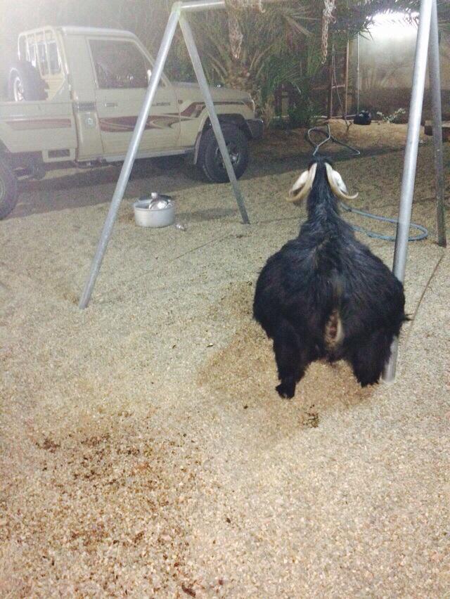  غرام مهد الذهب (@addafadfsga) on Twitter photo 