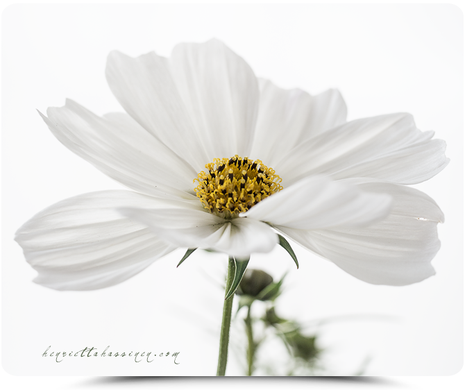 kaikkionjo's tweet photo. Henrietta Hassinen http://t.co/uYAiP7su7G http://t.co/9PvhFNypYp