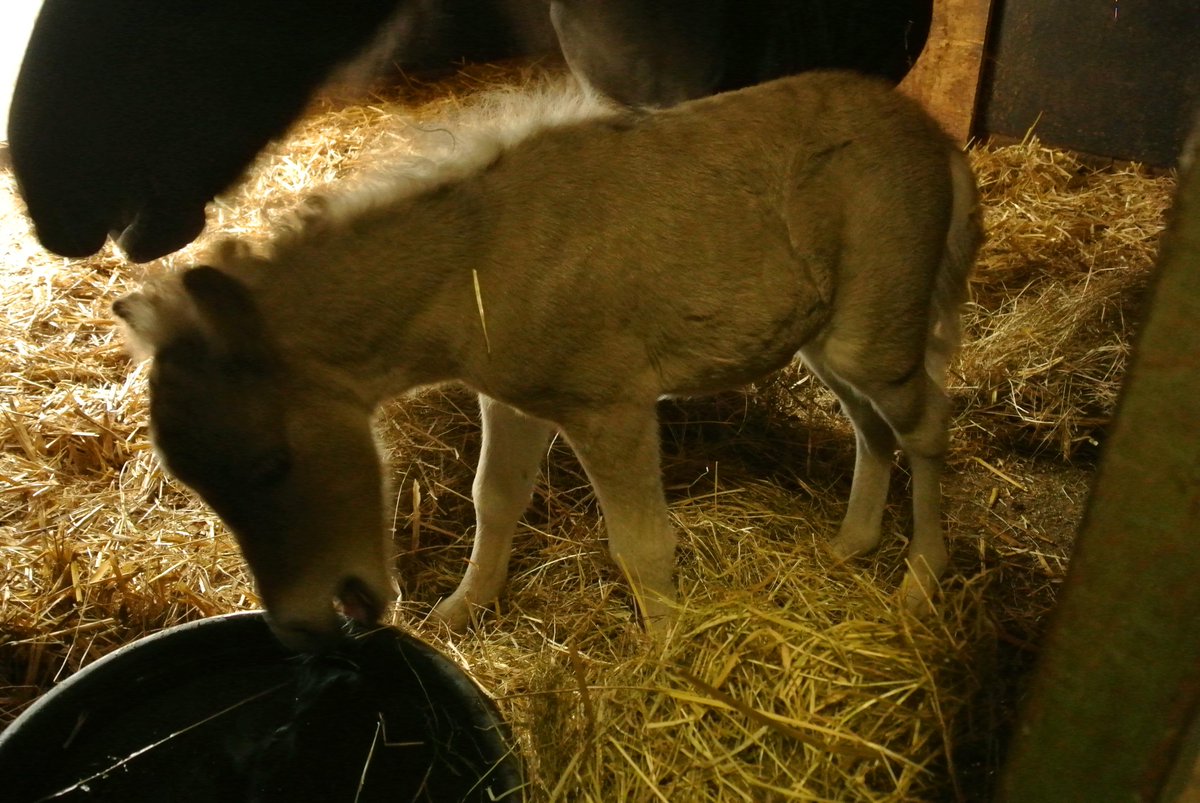 TiergartenFulda's tweet photo. Neuer #Nachwuchs bei den #Ponys im Heimattiergarten #Fulda. Das Stutfohlen hat noch keinen Namen. Vorschläge? http://t.co/rjnsrpJc1f
