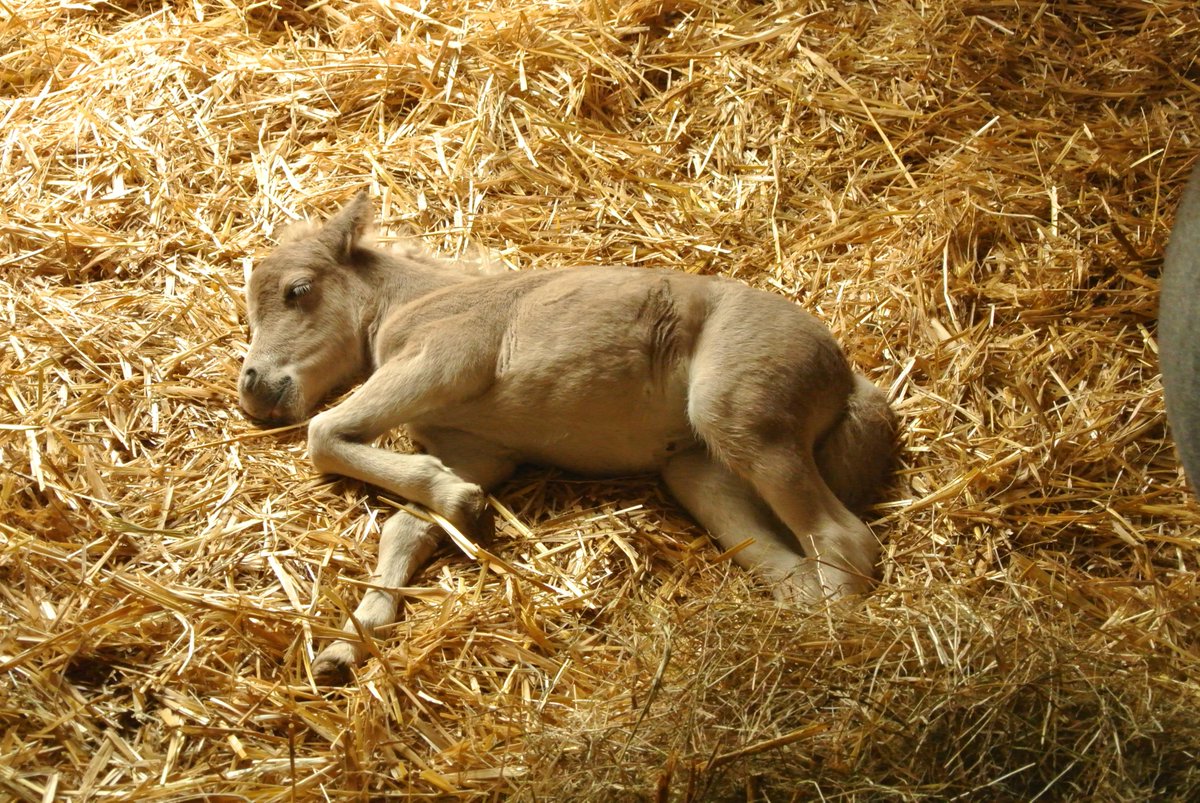 TiergartenFulda's tweet photo. Neuer #Nachwuchs bei den #Ponys im Heimattiergarten #Fulda. Das Stutfohlen hat noch keinen Namen. Vorschläge? http://t.co/rjnsrpJc1f