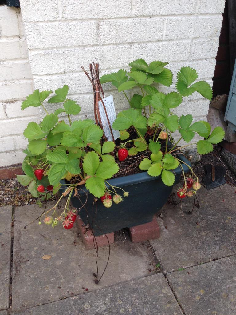 tincletonliving's tweet photo. #Strawberries are ready. #tincletonliving http://t.co/c6U03fgBNu