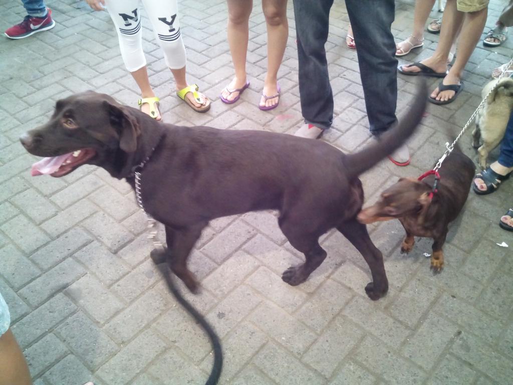 HappyDog_ID's tweet photo. Ada yang udah gak sabar nih utk eating competition, dog lovers! 😁😁 #DogsDayOut2015 http://t.co/psESEuGUns