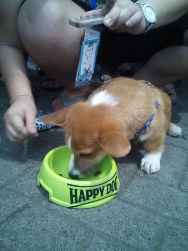 HappyDog_ID's tweet photo. Ada yg pinter makannya, ada yang ngambek gak mau makan 😁 #DogsDayOut2015 http://t.co/8xqiG3y0Bt