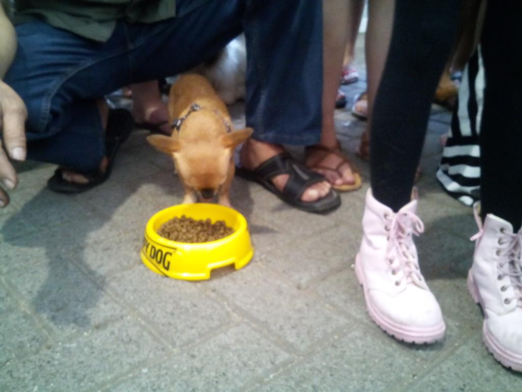 HappyDog_ID's tweet photo. Ada yg pinter makannya, ada yang ngambek gak mau makan 😁 #DogsDayOut2015 http://t.co/8xqiG3y0Bt