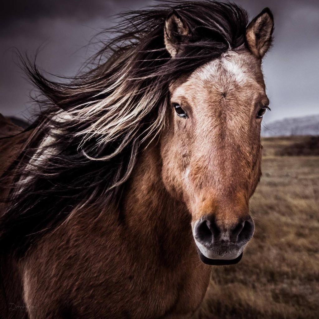 MeloKei234's tweet photo. The people of Utah love and cherish their wild Mustangs & Burros..... STOP #SJR007!!! http://t.co/EGVdmOKf3Y