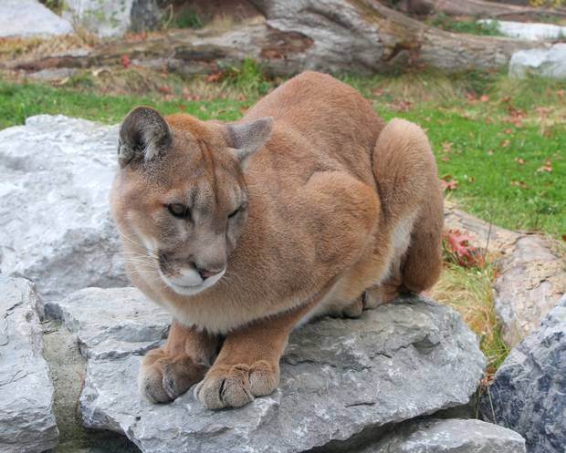Independent's tweet photo. The Eastern Cougar is officially extinct, well done humans http://t.co/6vwJuWp8NS http://t.co/fbE5z8Qovg