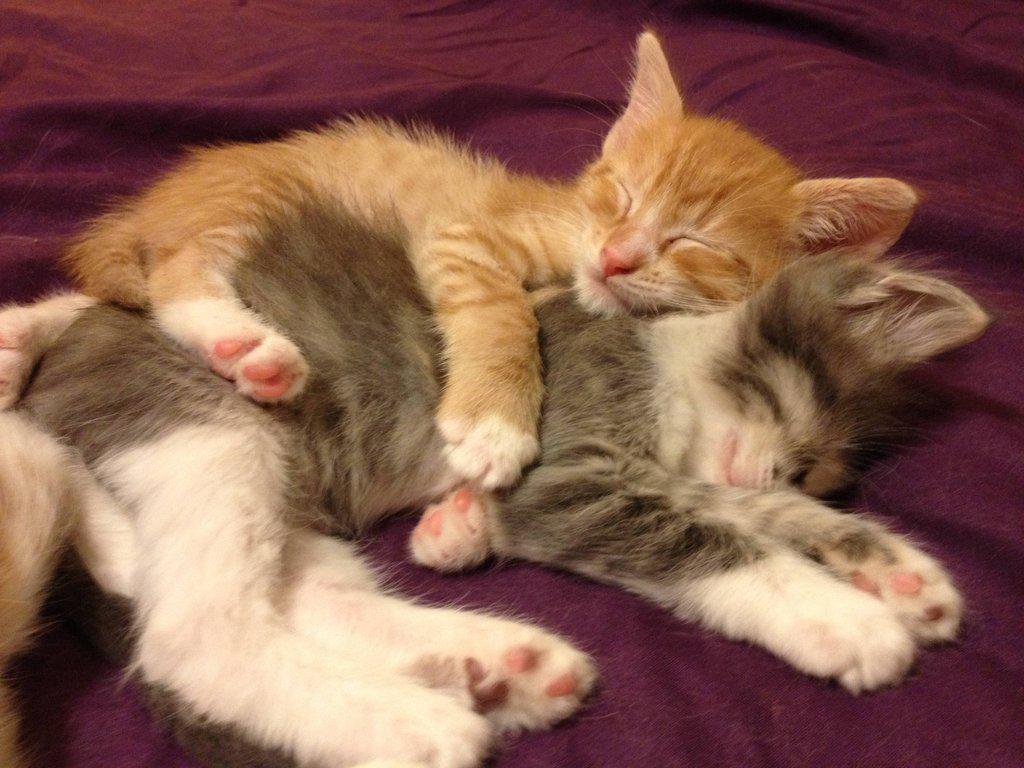 1Xtra's tweet photo. Sunday morning snoozing  @DJAce is asking for your #choons2spoon2 . Don't leave him feeling loney. txt 88111 http://t.co/Qc94B0fJNG
