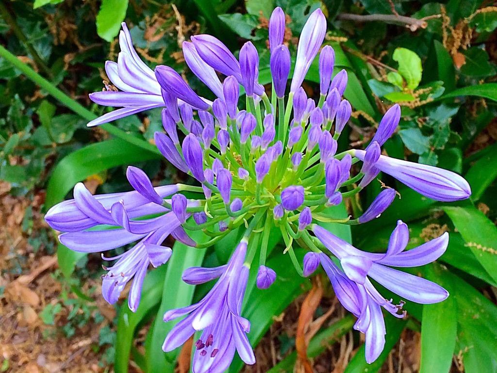 EnandiLucia's tweet photo. Il Fantastico Agaphantus, il Fiore dell' Amore http://t.co/ia4sWI2KtA