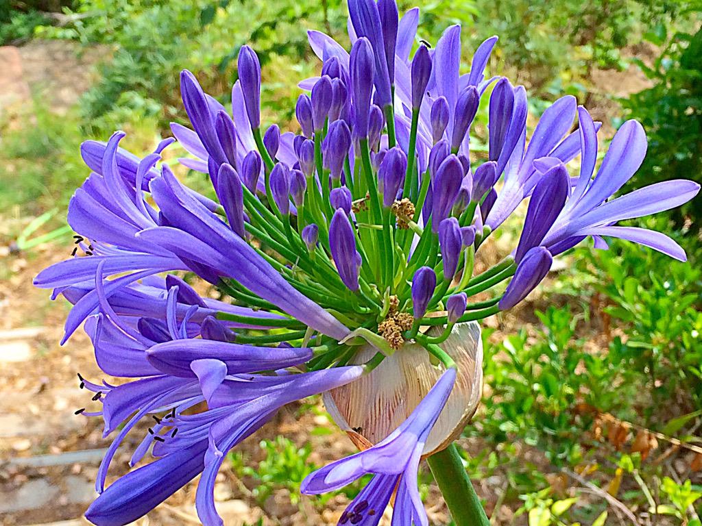 EnandiLucia's tweet photo. Il Fantastico Agaphantus, il Fiore dell' Amore http://t.co/ia4sWI2KtA