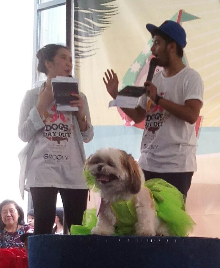 HappyDog_ID's tweet photo. Dog Fashion Show, all the handsome &amp; cutest dogs! #DogsDayOut2015 http://t.co/BP8X3w0QRO