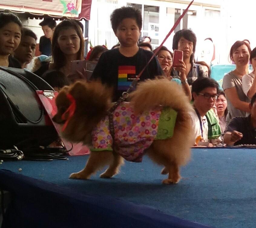HappyDog_ID's tweet photo. Dog Fashion Show, all the handsome &amp; cutest dogs! #DogsDayOut2015 http://t.co/BP8X3w0QRO