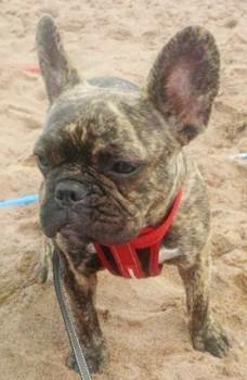 millypod1's tweet photo. #Lost YOUNG Brindle French Bulldog Female URGENT NEEDS MEDS
#NewMalden #GreaterLondon #KT3 http://t.co/Z4Lfsd1tT0 http://t.co/TgMLx8dNzE