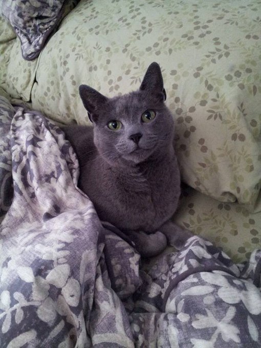 This is my snuggle bug. I miss her terribly. http://t.co/Gm9bjElnkC<a href="/tag/mvsales"class="tags"><span>#mvsales</span></a>