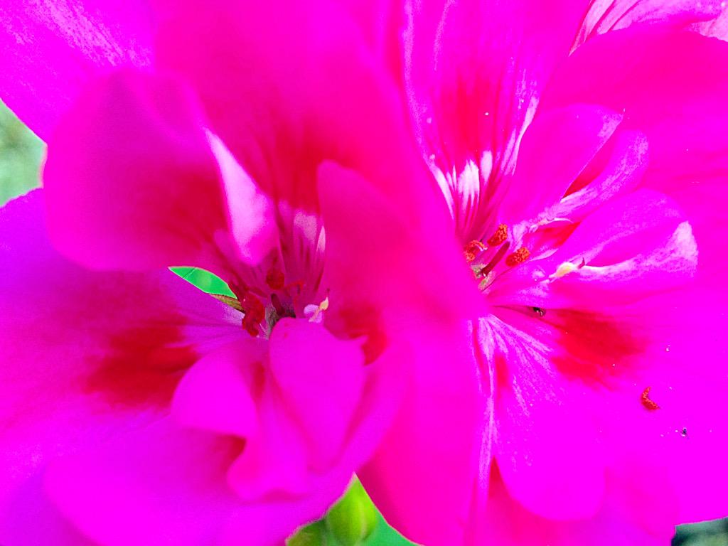 EnandiLucia's tweet photo. Le Sottili delicatezze del geranio http://t.co/qTjrcP9zP3