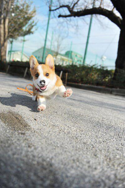 kammkakmakam's tweet image. อู้ยอีเหี้ยน่ารักชิบหาย!!!แค่วิ่งจำเป็นต้องน่ารักขนาดนี้ไหมนังบ้าาาาาาา!!! #ทาสหมา