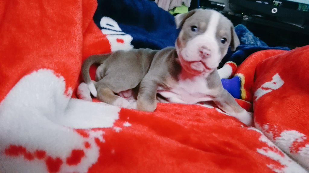 AdriiSln's tweet photo. Que bonitaa es madreee:)))) #Chanel #pitbull #Blue http://t.co/1jEUaYp8is