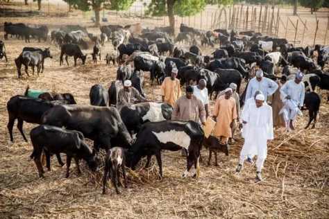 presidentngr's tweet photo. His Excellency,visit his Farm in Daura,Katsina State http://t.co/HD1HqfVtye