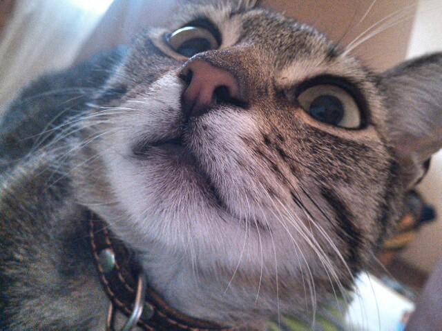 JD_Julia's tweet photo. With time Sheldon looks more crazy ( • ̀ω•́  ) http://t.co/cfum5RtOkM