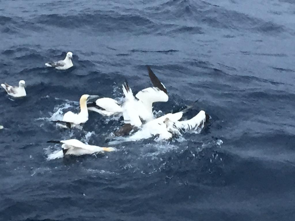 saltydogdrifter's tweet photo. #Gannets having fun getting they yummy meal #mackerel #seabirdersaturday #CE15009 #QuERCI #RVCelticExplorer http://t.co/7bRSGExQLg