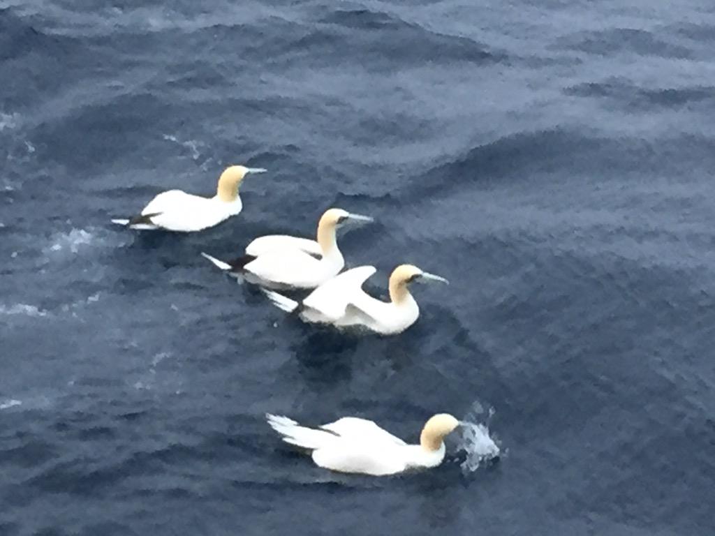 saltydogdrifter's tweet photo. #Gannets having fun getting they yummy meal #mackerel #seabirdersaturday #CE15009 #QuERCI #RVCelticExplorer http://t.co/7bRSGExQLg