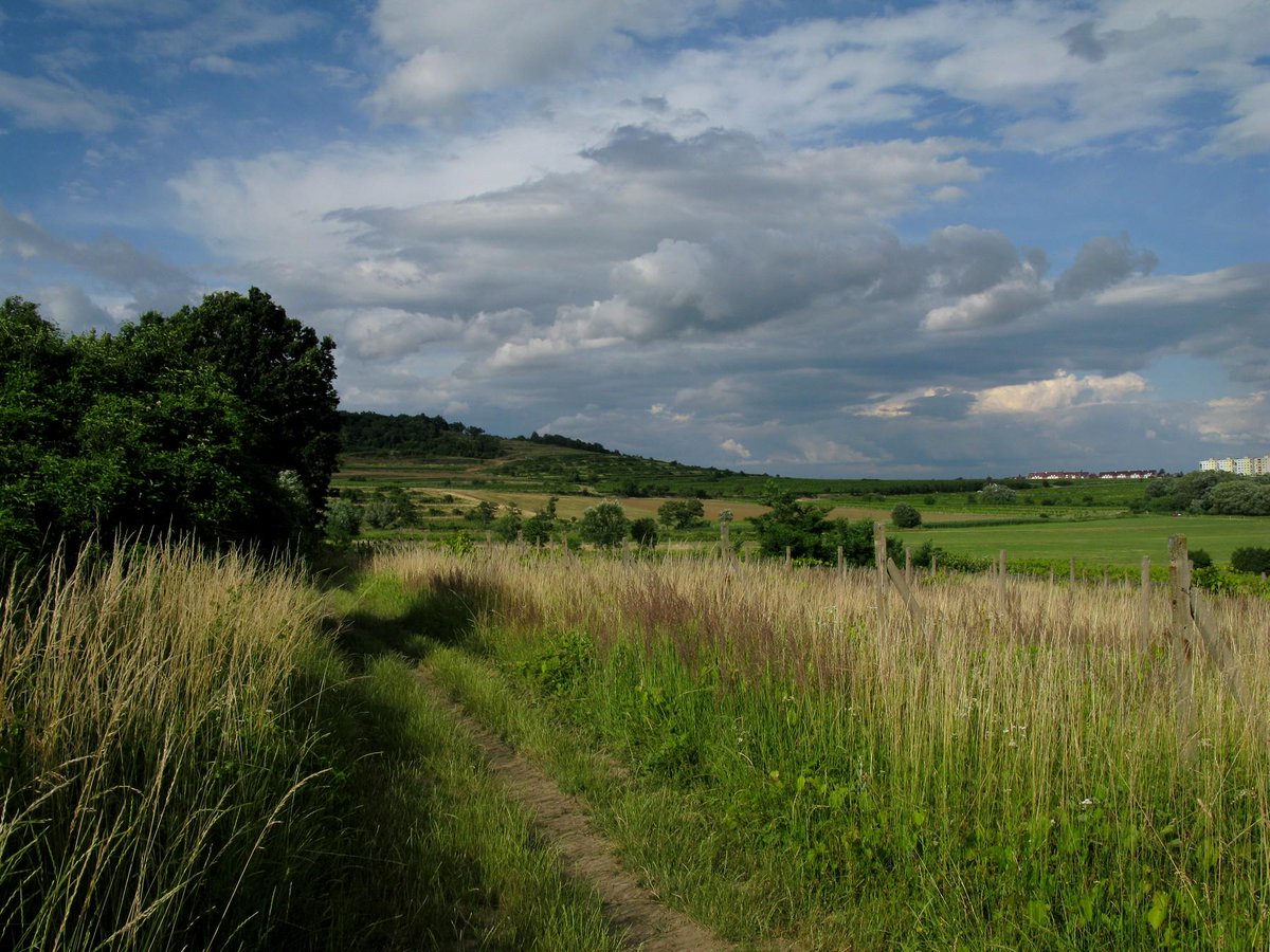 tomas novak tweet media