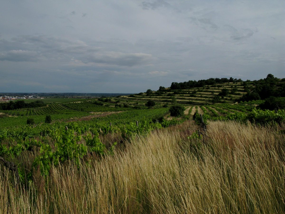 tomas novak tweet media