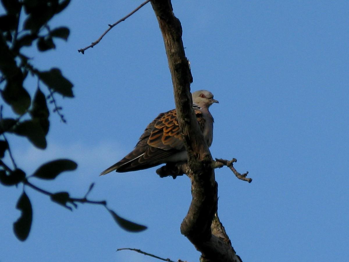 tomas novak tweet media