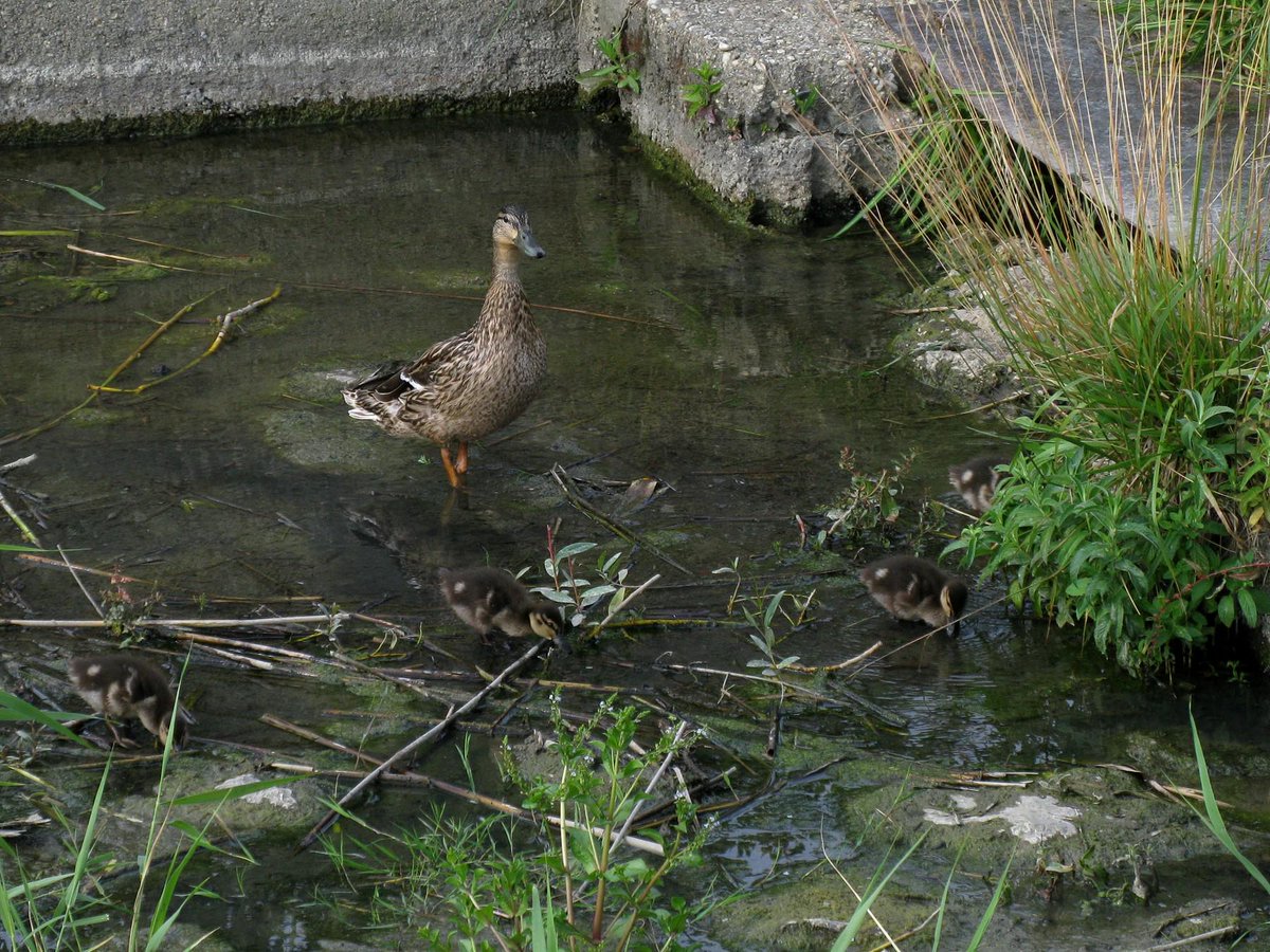 tomas novak tweet media