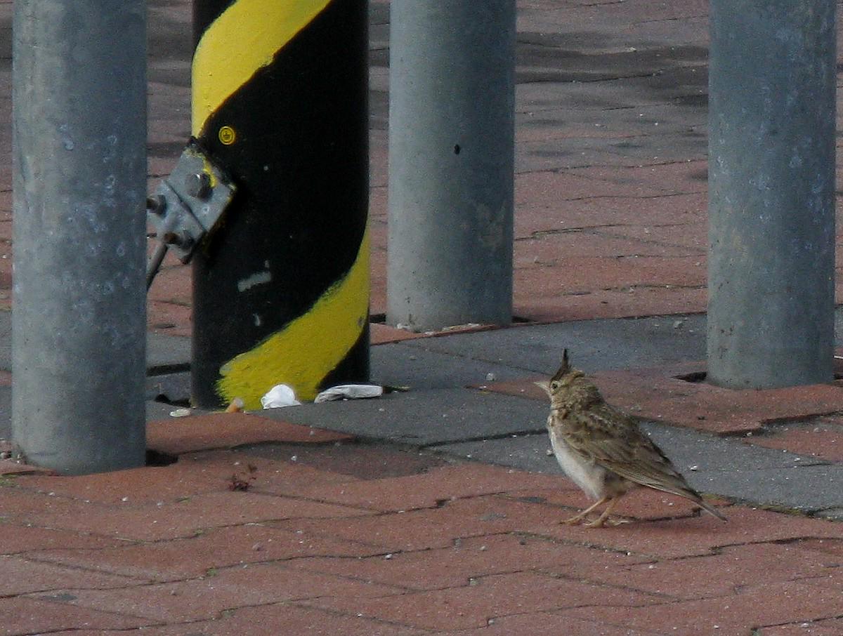 tomas novak tweet media