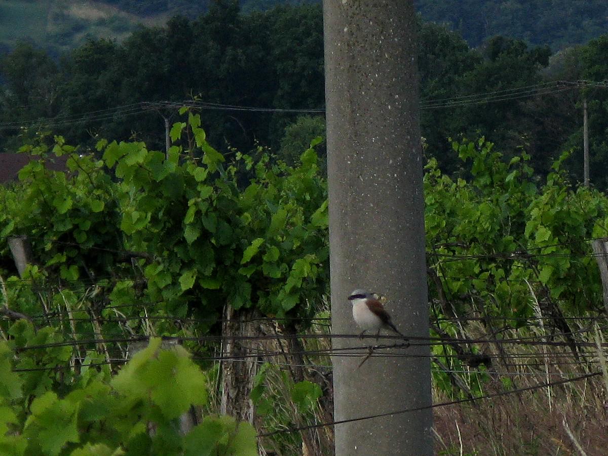 tomas novak tweet media