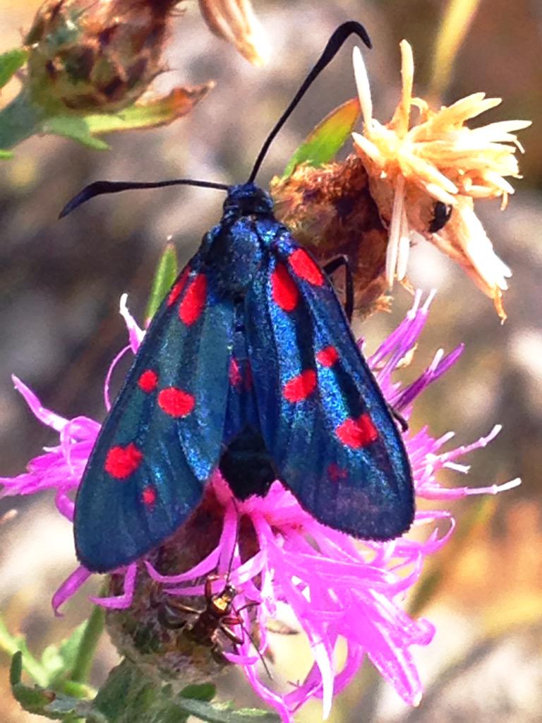 Todd__S's tweet photo. Some creatures are shaded 4 camouflage, but sometimes Nature loves skin that sings
RT @feelingnature62 via @mtntezcan
http://t.co/ZMPFubRJqy