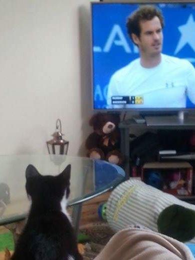 Netflix the Cat (@netflixthecat) / Posts / X