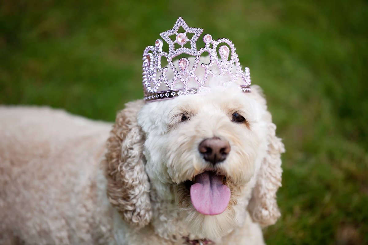 CockapooSyd's tweet photo. #HappyBirthday Sydney!! 10 years old today! We love you bunches and bunches #craftycockapoo http://t.co/0U2lgdZAsD
