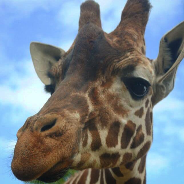 EHoverd's tweet photo. Happy #WorldGiraffeDay everyone love our #reticulatedgiraffe bull Bashu #giraffe #conservation #lovegiraffes http://t.co/9x0rhemd3n