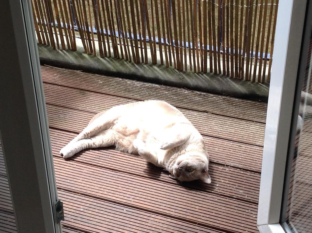Boris enjoying the cat proofed balcony #catsinsunshine #Chiswick