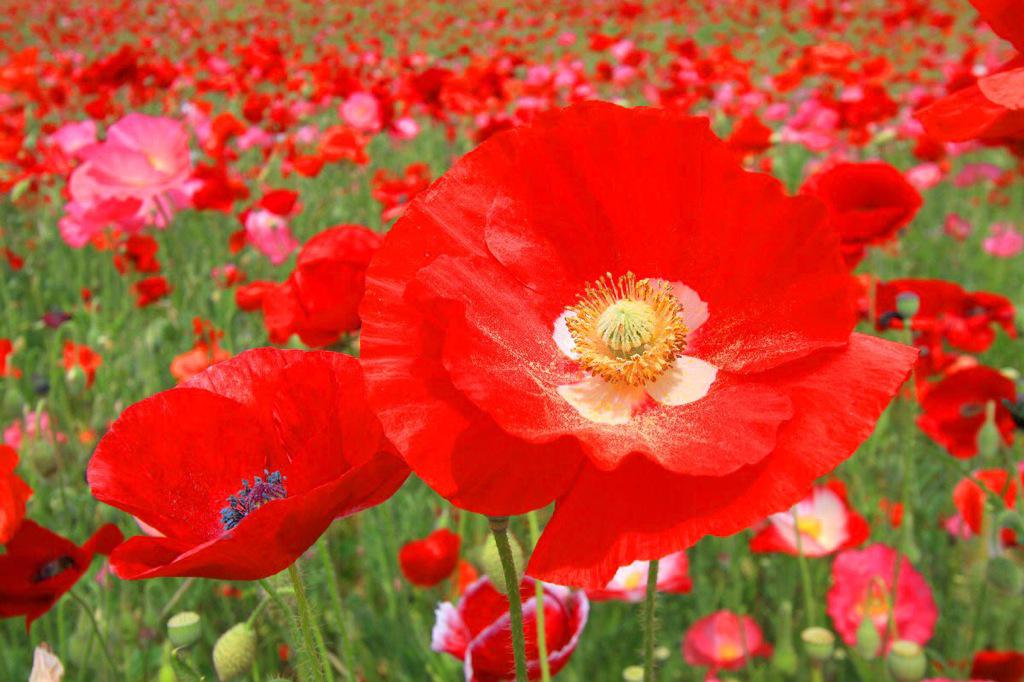 flower2bot's tweet photo. ポピー
1月15日の誕生花
花言葉:安らぎ
https://t.co/JxGzRewXl8 https://t.co/NlprwLvD53